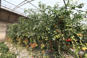 西红柿 有机蔬菜