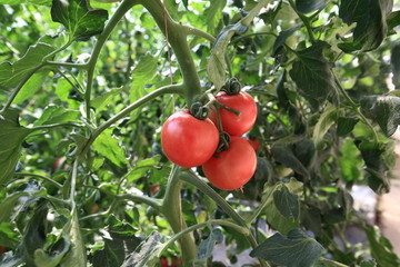 西红柿 有机蔬菜