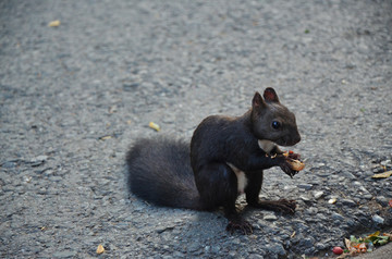 路边松鼠吃食