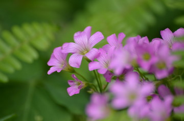 紫云英花草