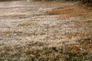 枯草 冬天的草地