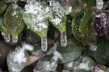 冰条 枝叶上的垂冰