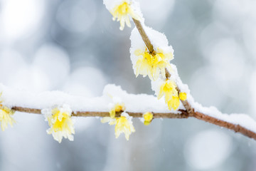 江南的雪