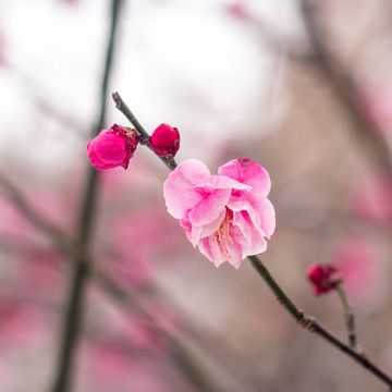 红梅与花苞