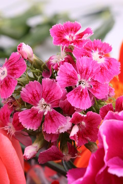 花丛
