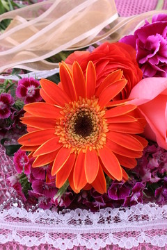 菊花