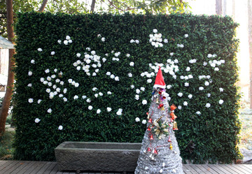 圣诞装饰植物墙