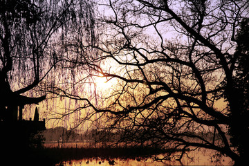 西湖冬天枯树