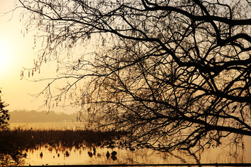 西湖早晨树枝剪影