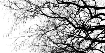 黑白枯树