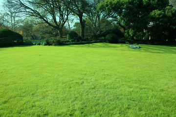 绿草坪 草地