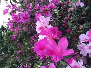 满山杜鹃花