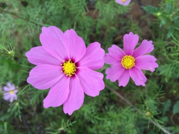 波斯菊