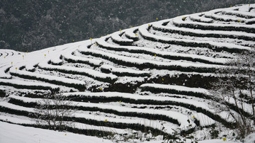 茶山瑞雪