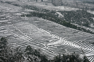 白色茶山