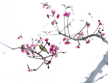 樱花