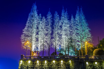 湘江 衡阳夜景 树木夜景