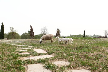 羊群 田野上的羊群 田野