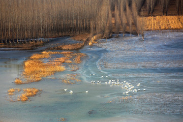黄河湿地天鹅