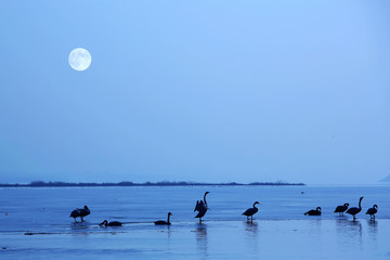 月洒天鹅湖