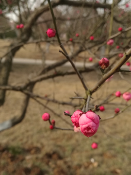 红梅花