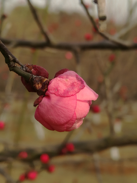 红梅花