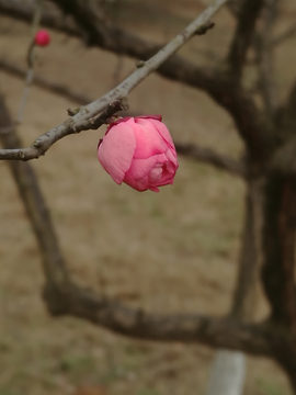 红梅花