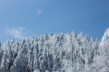 雪山 雪林 天姥山雪景