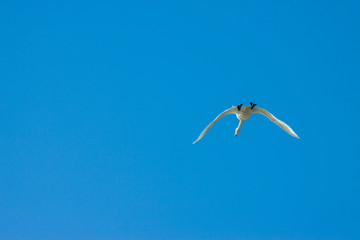 空中飞翔的天鹅