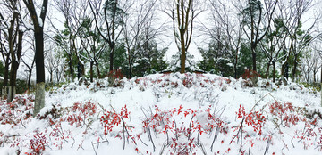 雪森林