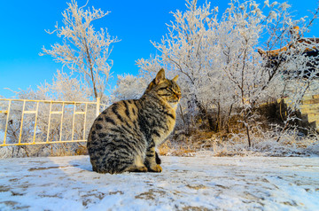 雪地里的猫