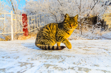 雪地里的猫