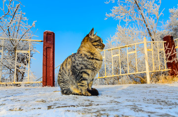 雪地里的猫