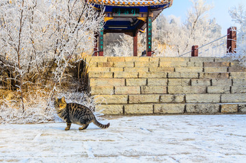 雪地里的猫
