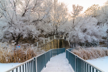 雪中的大树