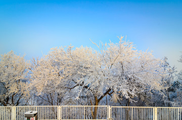 雪中的大树