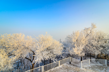 雪中的大树