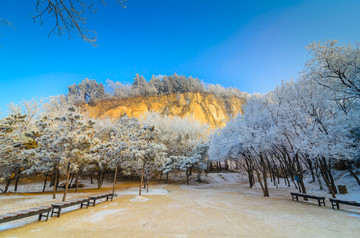 雪中的大树