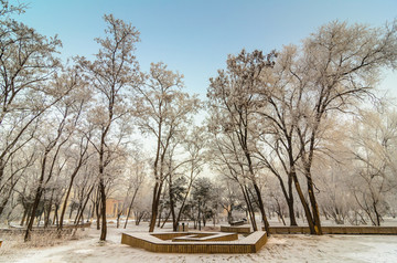 雪中的大树