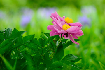 芍药花