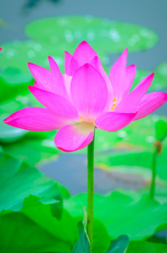 雨中荷花
