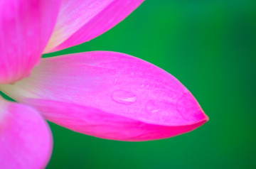雨中荷花