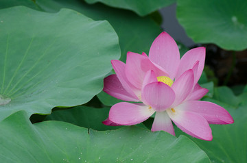 雨中荷花