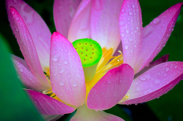 雨中荷花