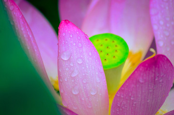 雨中荷花