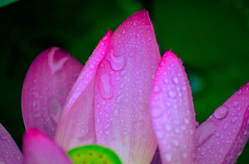 雨中荷花