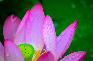 雨中荷花
