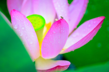 雨中荷花
