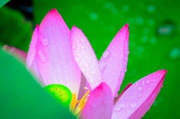 雨中荷花