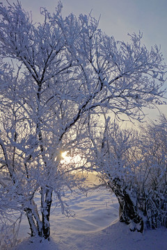 寒冬雪野树林